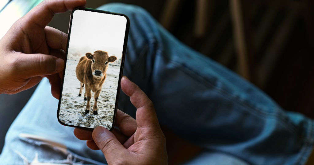 Copy of Livestock Security graphic 1